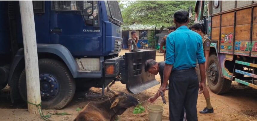 மாடு கடத்தல்