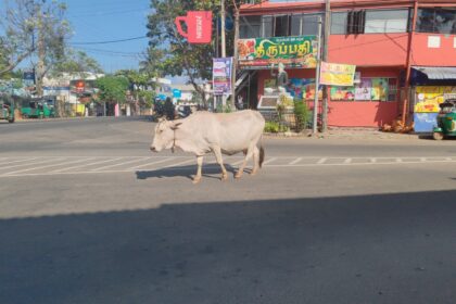 மாடுகள்