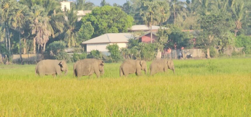 காரைத்தீவு