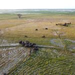 Elephant Herd