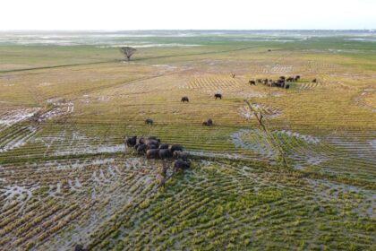 Elephant Herd