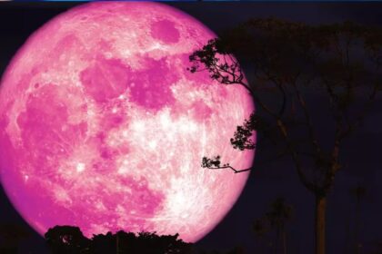 Pink Moon
