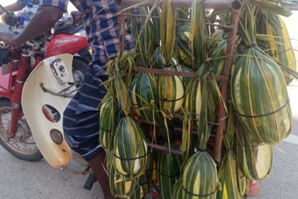 வெள்ளரிப்பழம்