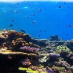 Coral Reef