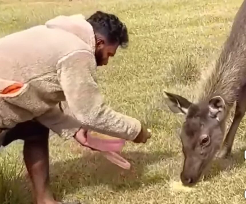 நுவரெலியாவில், வனவிலங்கிற்கு உணவூட்டியமையால் சிக்கலில் மாட்டிய தொழிலதிபர். 1 HortonPlains