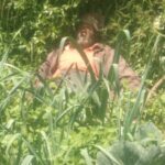 மின்சாரம்