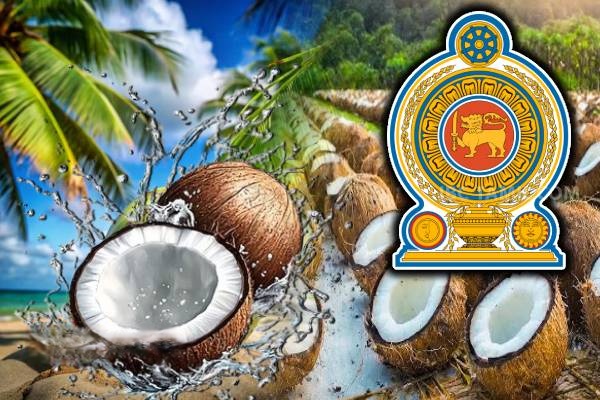 உப்பு பற்றாக்குறைக்கு மத்தியில் தேங்காயின் விலையும் அதிகரிப்பு 1 உப்பு பற்றாக்குறை