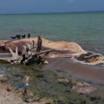 திமிங்கலம்