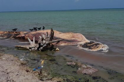 திமிங்கலம்