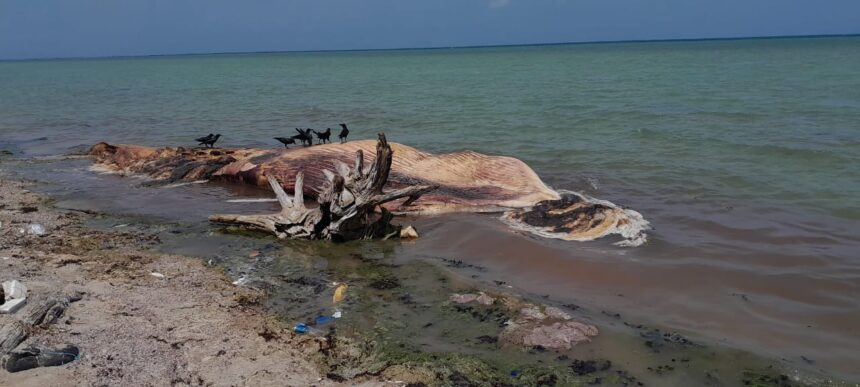 திமிங்கலம்